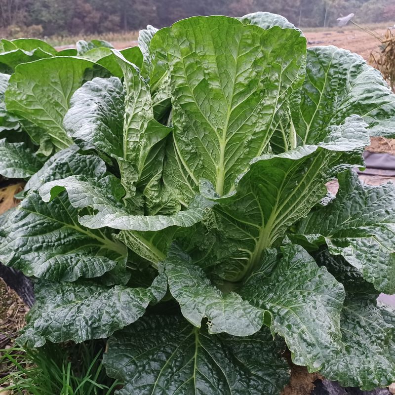 장터 상품 [김장배추 /불암풀러스배추종자 ] 썸네일