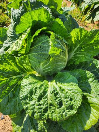 김영복 19146님의 11월 내 작물 자랑하기 · 참여글 작성글 사진