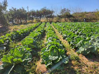 김영복 19146님의 11월 내 작물 자랑하기 · 참여글 작성글 사진