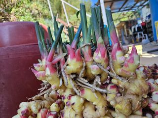 이영숙님의 11월 내 작물 자랑하기 · 참여글 작성글 사진