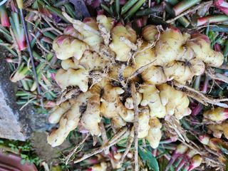 이영숙님의 11월 내 작물 자랑하기 · 참여글 작성글 사진