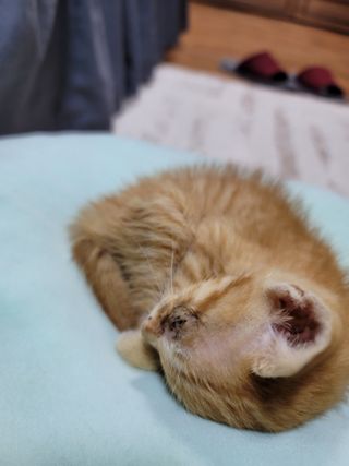 빛그린 김용화님의 자유주제 · 자유게시판 작성글 사진