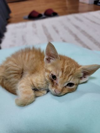 빛그린 김용화님의 자유주제 · 자유게시판 작성글 사진