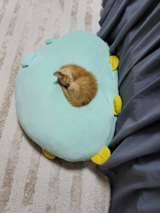 빛그린 김용화님의 자유주제 · 자유게시판 작성글 사진