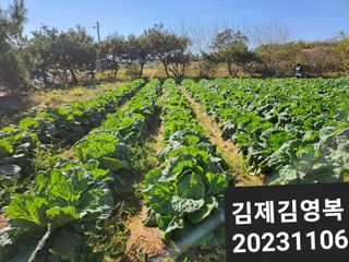 김영복 19146님의 11월 내 작물 자랑하기·참여글 작성글 사진