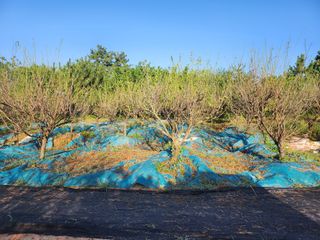 김영복 19146님의 11월 내 작물 자랑하기 · 참여글 작성글 사진