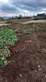 팜모닝 고구마·영농일지 게시글 이미지