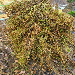 오케바리(옥경종)님의 11월 내 작물 자랑하기 · 참여글 작성글 사진