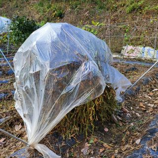 오케바리(옥경종)님의 11월 내 작물 자랑하기 · 참여글 작성글 사진