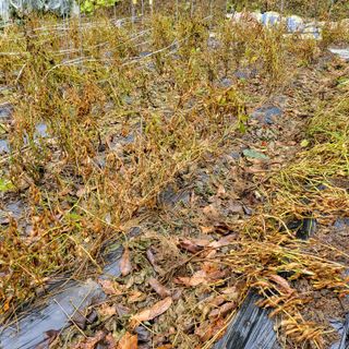 오케바리(옥경종)님의 11월 내 작물 자랑하기 · 참여글 작성글 사진