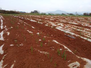 조성국님의 마늘 · 파종작업 작성글 사진