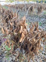 팜모닝 오늘 어떤 농작업하셨나요?·참여글 게시글 이미지