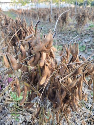 아차골님의 오늘 어떤 농작업하셨나요? · 참여글 작성글 사진