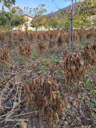 아차골님의 오늘 어떤 농작업하셨나요? · 참여글 작성글 사진