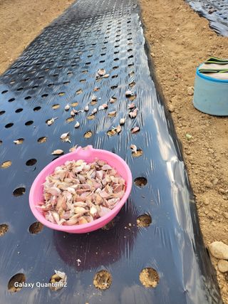 아차골님의 오늘 어떤 농작업하셨나요? · 참여글 작성글 사진