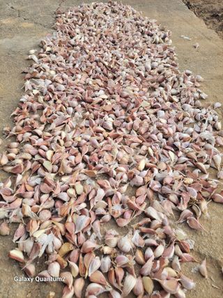 아차골님의 오늘 어떤 농작업하셨나요? · 참여글 작성글 사진