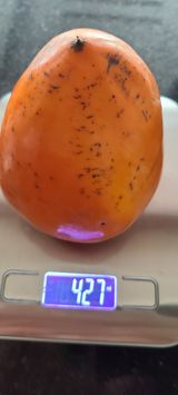 팜모닝 감·영농일지 게시글 이미지