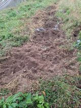 팜모닝 들깨·영농일지 게시글 이미지