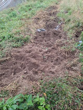 백작약님의 들깨 · 영농일지 작성글 사진