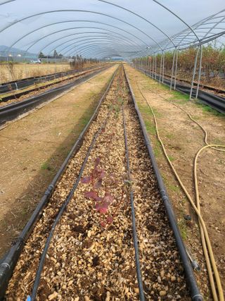 김동만님의 오늘 어떤 농작업하셨나요? · 참여글 작성글 사진