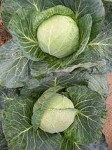 팜모닝 오늘 어떤 농작업하셨나요?·참여글 게시글 이미지