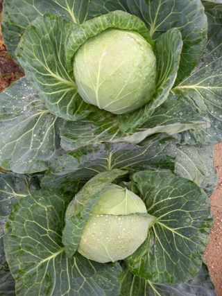 이영수님의 오늘 어떤 농작업하셨나요? · 참여글 작성글 사진