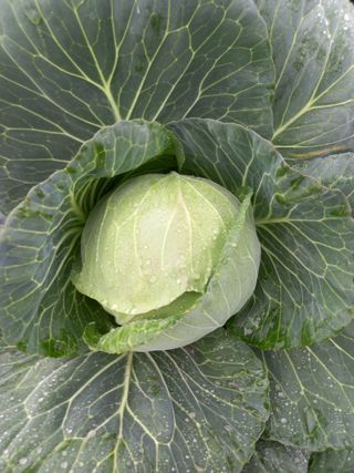 이영수님의 오늘 어떤 농작업하셨나요? · 참여글 작성글 사진