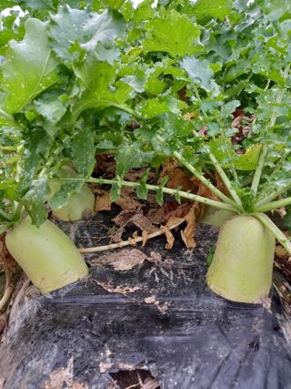 이영수님의 오늘 어떤 농작업하셨나요? · 참여글 작성글 사진