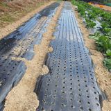 팜모닝 오늘 어떤 농작업하셨나요?·참여글 게시글 이미지