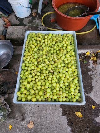 백화산지킴이산야초님의 포도 · 자유게시판 작성글 사진