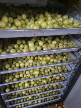 백화산지킴이산야초님의 포도 · 자유게시판 작성글 사진