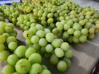 백화산지킴이산야초님의 포도 · 자유게시판 작성글 사진