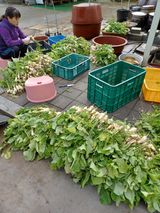 팜모닝 마늘·일상 게시글 이미지