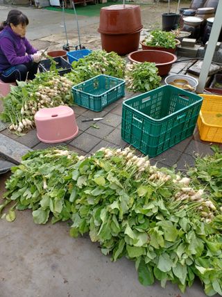 이연화님의 마늘 · 일상 작성글 사진