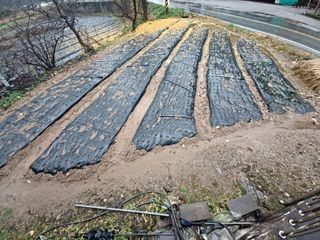 이연화님의 마늘 · 일상 작성글 사진