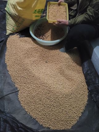 희찬모(정정자)님의 콩 · 자유게시판 작성글 사진