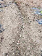 팜모닝 오늘 어떤 농작업하셨나요?·참여글 게시글 이미지