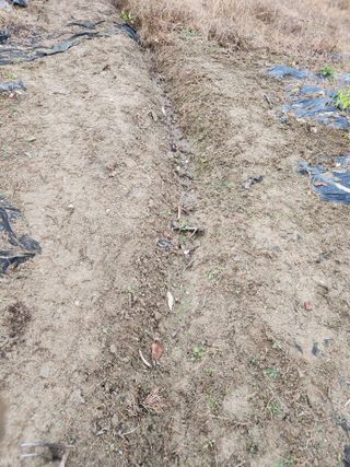 고영희님의 오늘 어떤 농작업하셨나요? · 참여글 작성글 사진