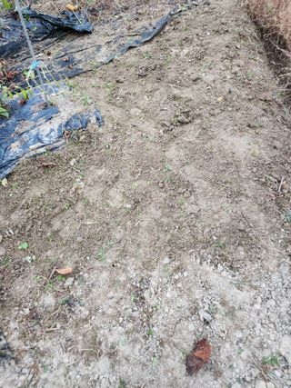 고영희님의 오늘 어떤 농작업하셨나요? · 참여글 작성글 사진