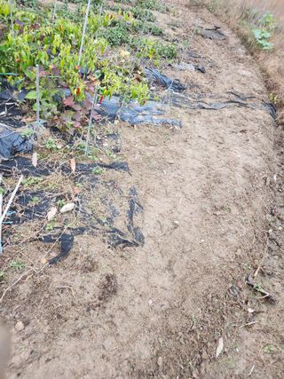 고영희님의 오늘 어떤 농작업하셨나요? · 참여글 작성글 사진