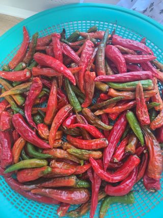 고영희님의 오늘 어떤 농작업하셨나요? · 참여글 작성글 사진