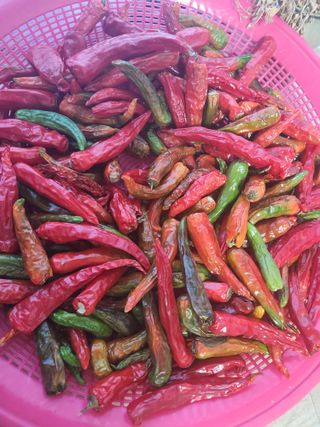 고영희님의 오늘 어떤 농작업하셨나요? · 참여글 작성글 사진