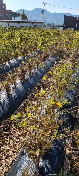 강화초보농부님의 오늘 어떤 농작업하셨나요? · 참여글 작성글 사진