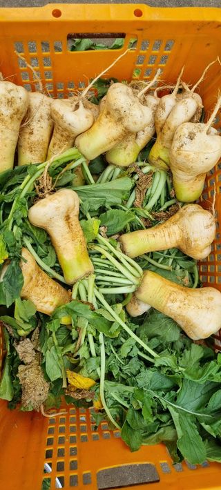 강화초보농부님의 오늘 어떤 농작업하셨나요? · 참여글 작성글 사진