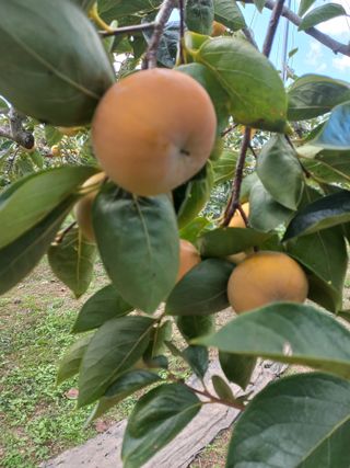 김년욱님의 감 · 영농일지 작성글 사진