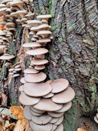 장기수님의 오늘 어떤 농작업하셨나요? · 참여글 작성글 사진