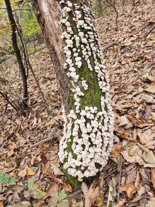 장기수님의 오늘 어떤 농작업하셨나요? · 참여글 작성글 사진
