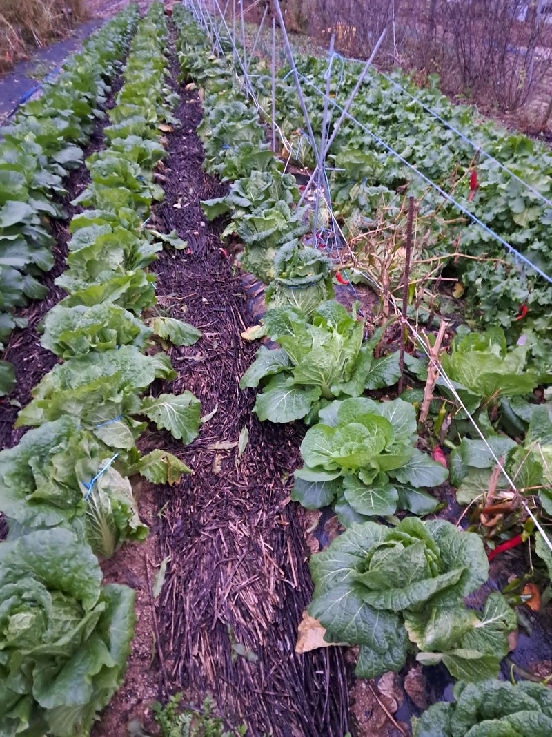 장터 상품 [김장배 및 무우 판매] 썸네일