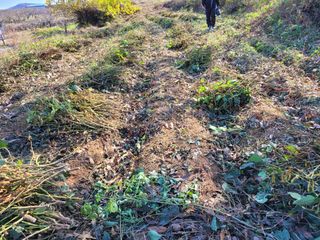 우경농원님의 오늘 어떤 농작업하셨나요? · 참여글 작성글 사진