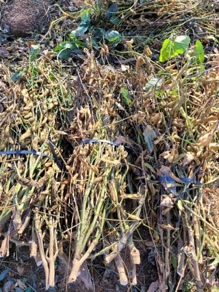 우경농원님의 오늘 어떤 농작업하셨나요? · 참여글 작성글 사진